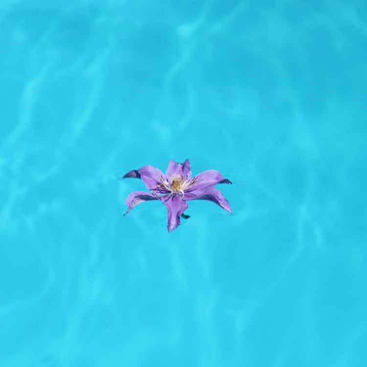 Blume im Pool