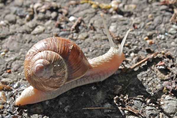 Schnecke 3