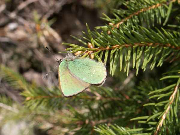Grüner Zipfelfalter