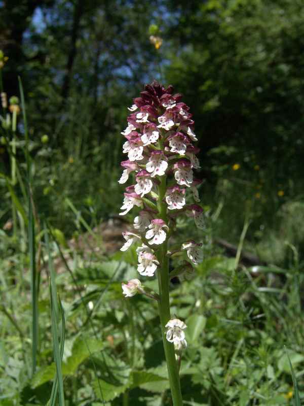 Orchis ustulata 2