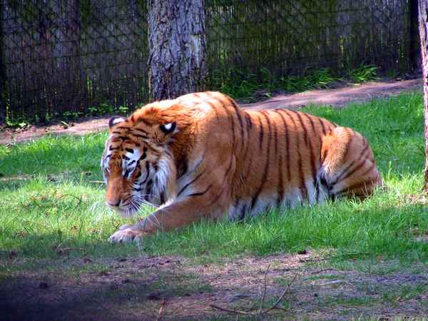 Tiger 4