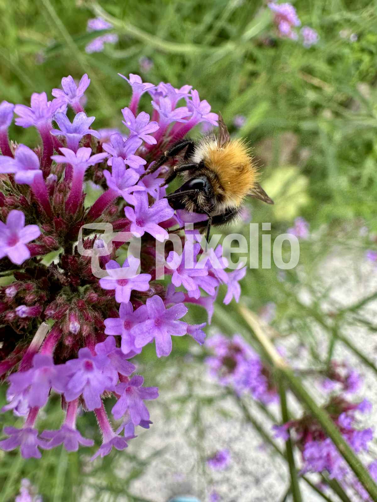 Eine hungrige Hummel