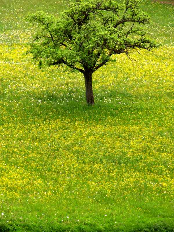 Wiesenblüte mit Obstbaum_hoch