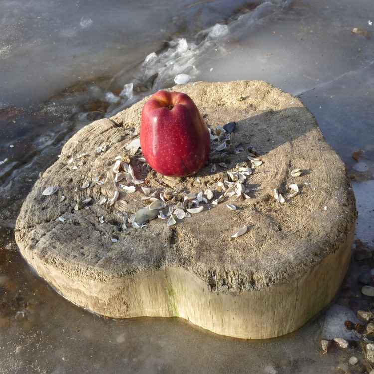 Winterapfel auf Eis