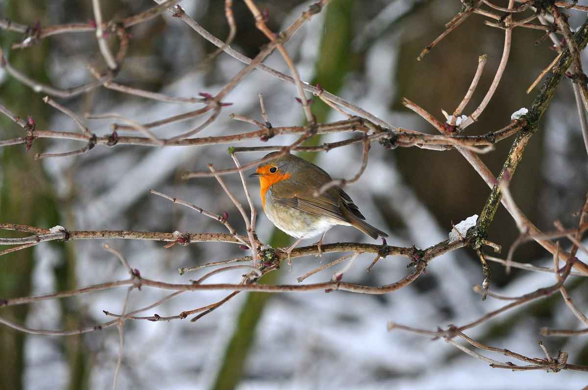 Rotkehlchen im Winter