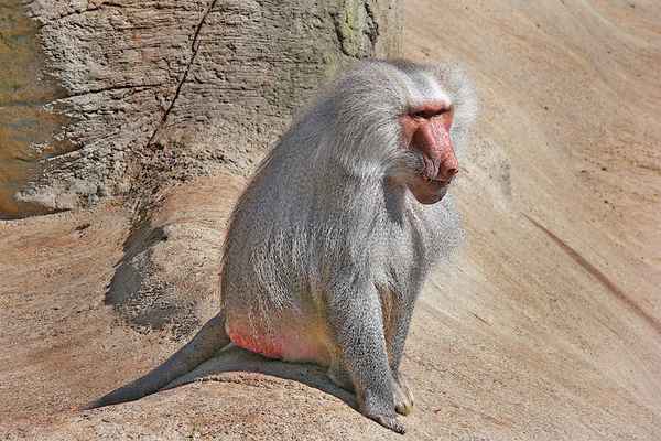 pavian - 2