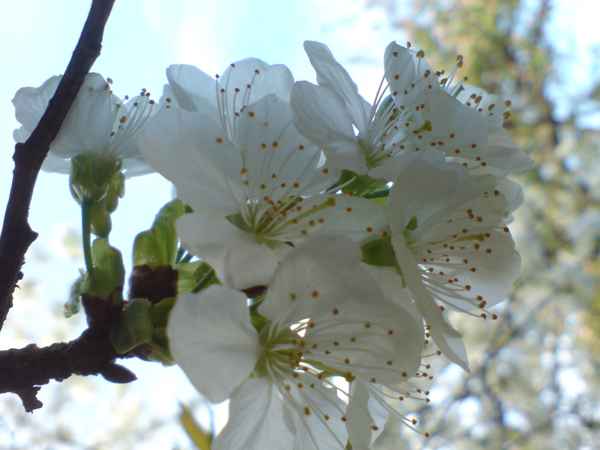 Kirschblüte_2