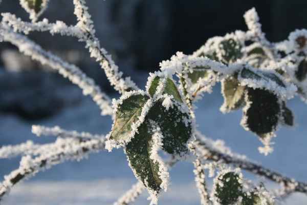 Väterchen Frost