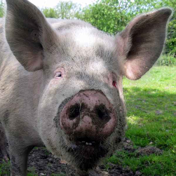 Rotbraunes Husumer Schwein vom Lütjensee im Grossraum Hamburg