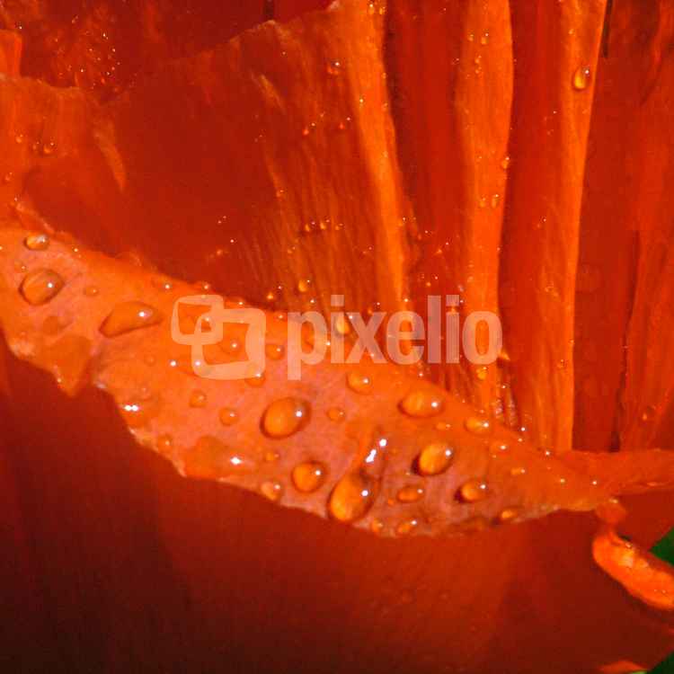 mohn im Regen