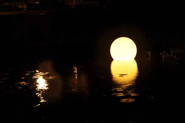 Wasserfledermaus auf Beutezug