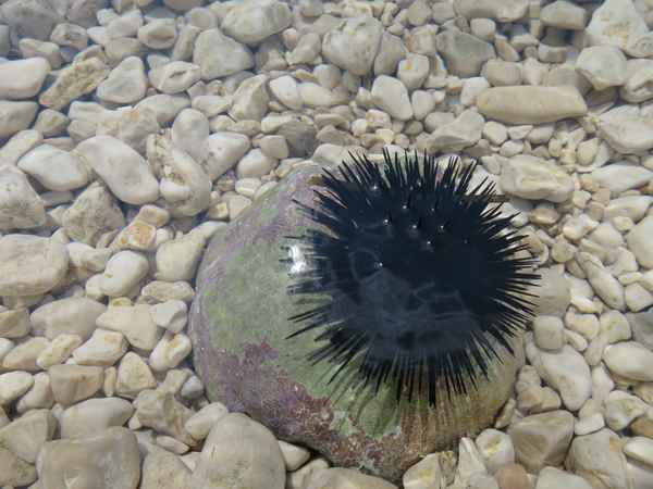 Seeigel / Foto: Alexander Hauk