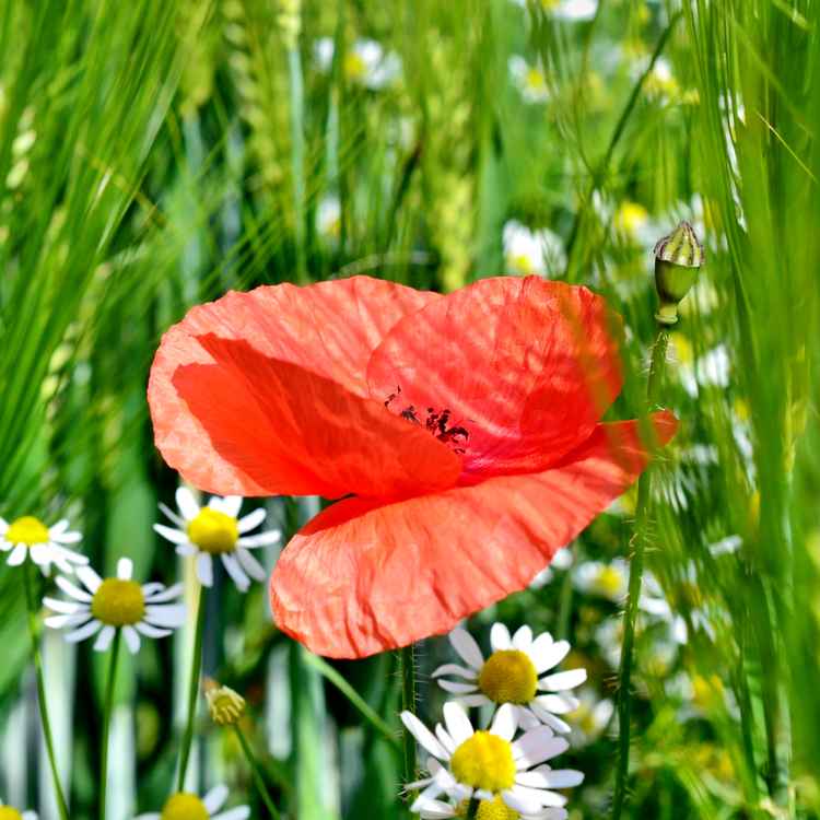 Mohnblume