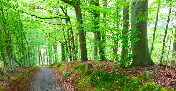 Frisches Grün im Frühlingswald