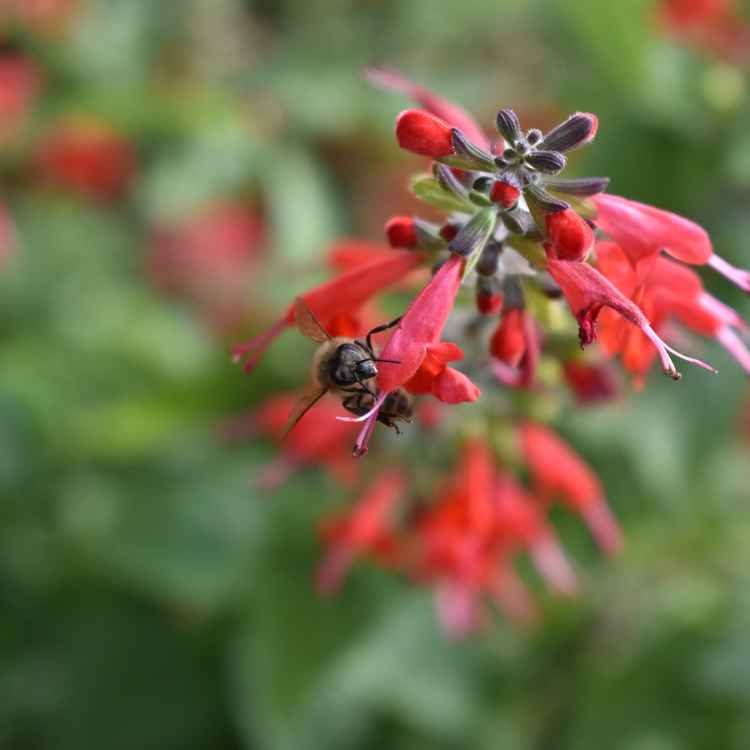 Biene bei der Arbeit