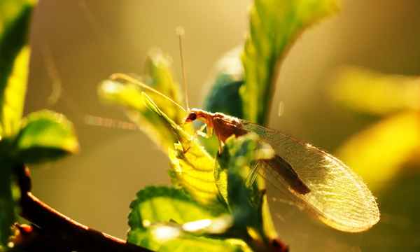 florfliege  in der abendsonne