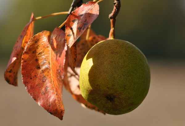 Birne im Herbstlicht