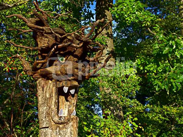 Waldmeister