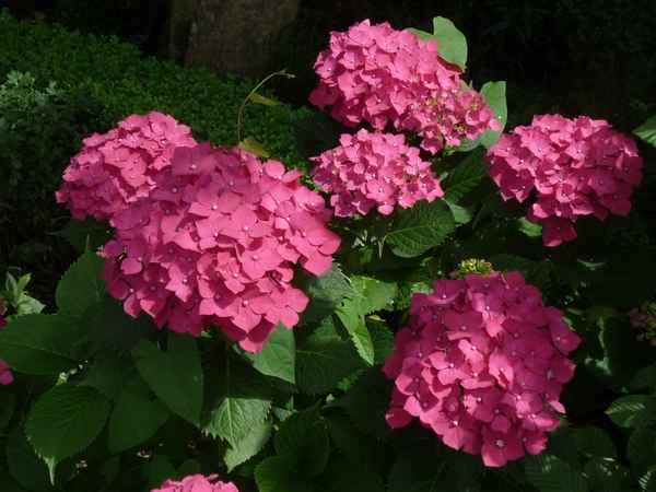 Schöne  Blumen