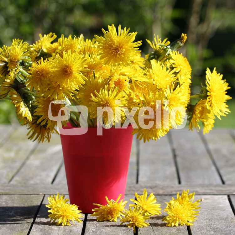 Löwenzahn in der Vase 3