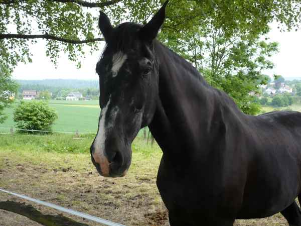 Klasse  Pferd