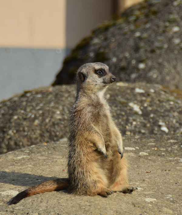 Erdmännchen: Der Wächter