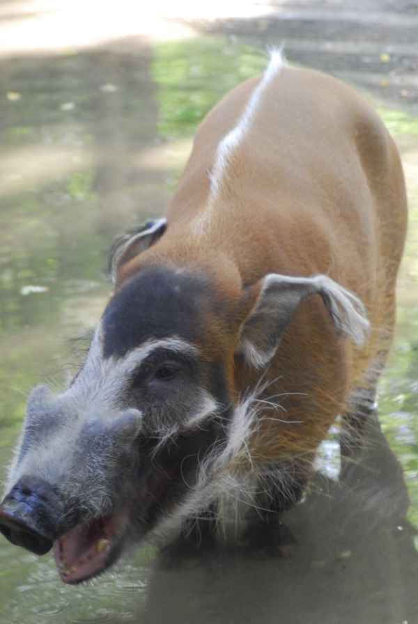 Pinselohrschwein