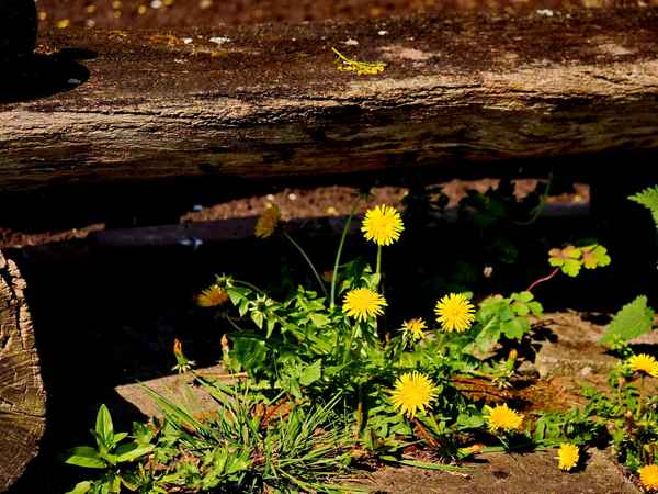 überlebenskünstler in der natur