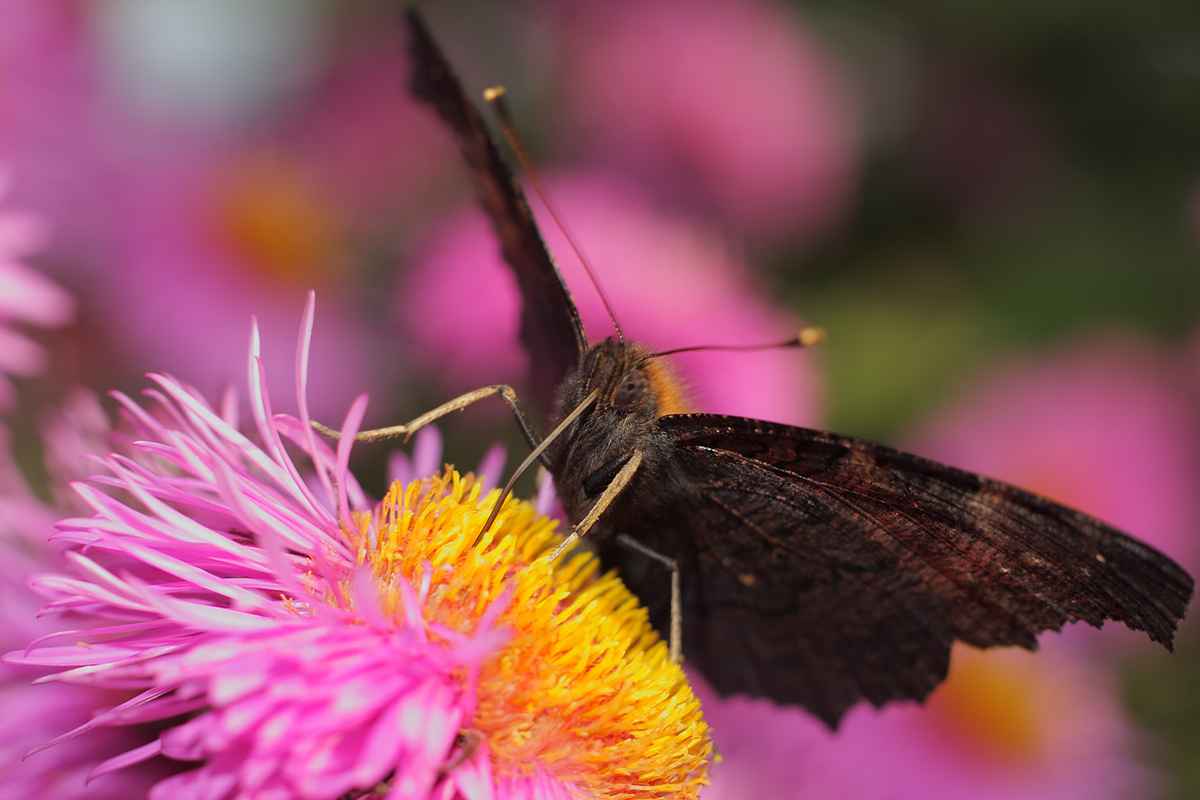 An der Nektarquelle I