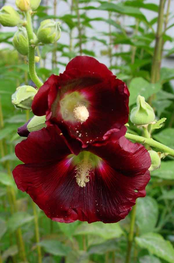 Schwarze Stockrose