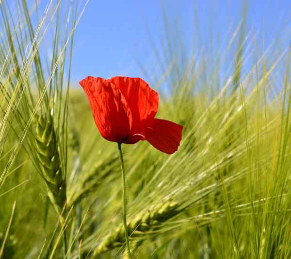 Mohn im Feld