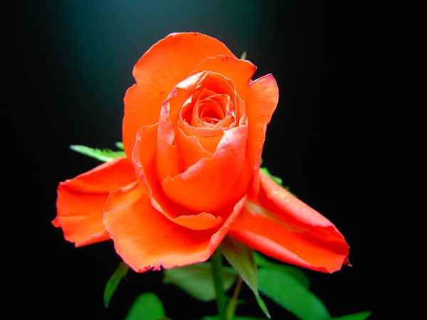 Red Rose