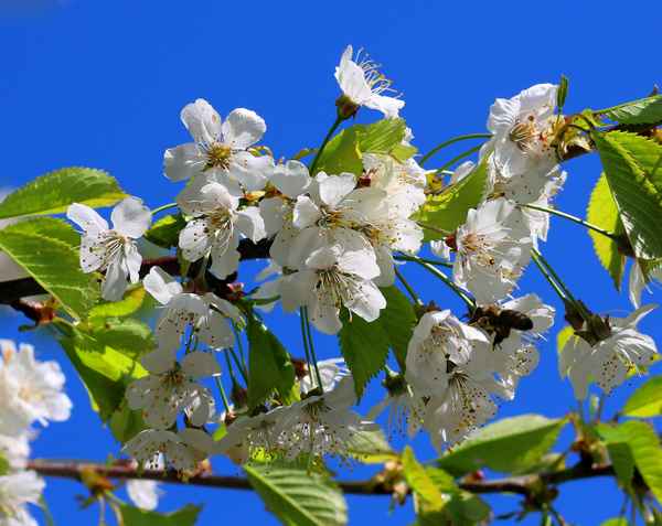 Frühlingspracht 04
