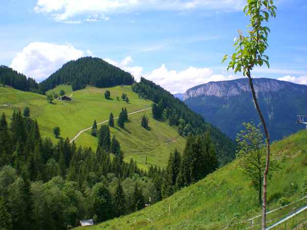 Weide in Söll / Hexenwasser