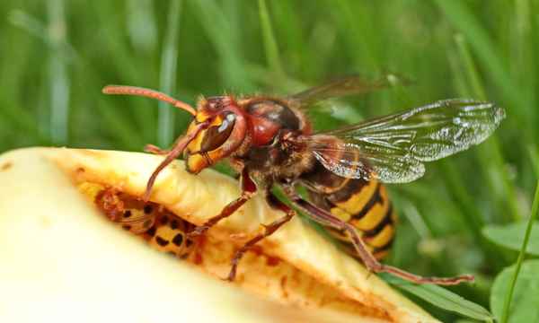 haut ab, ihr seid illegal !