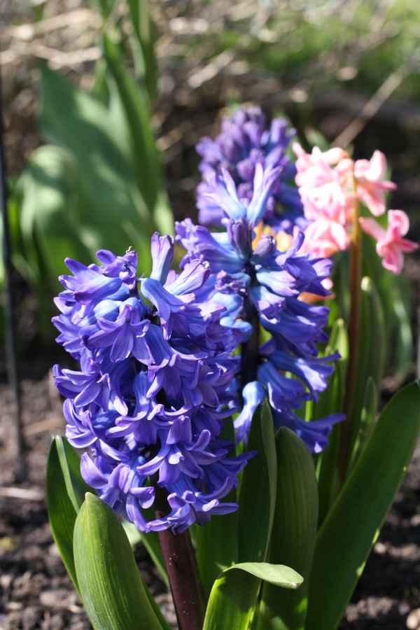 Hyazinthen im Garten