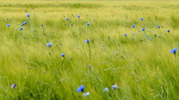 korn & blumen 2