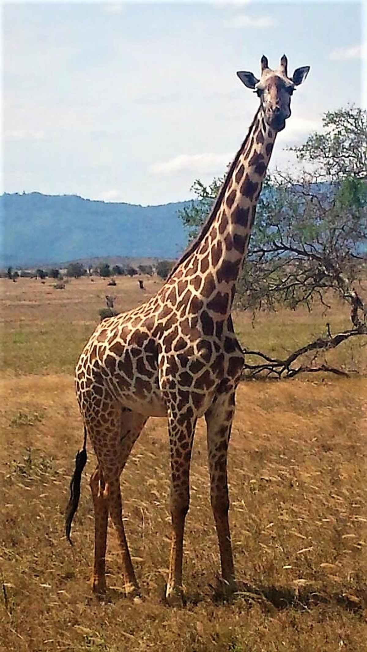 Giraffe