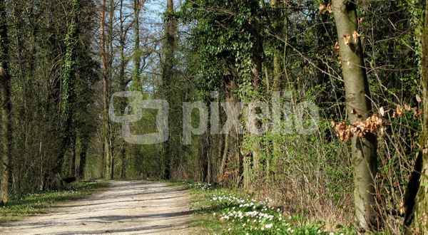 Waldweg