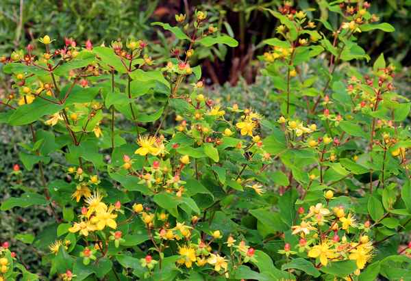  Der Gesunde Garten