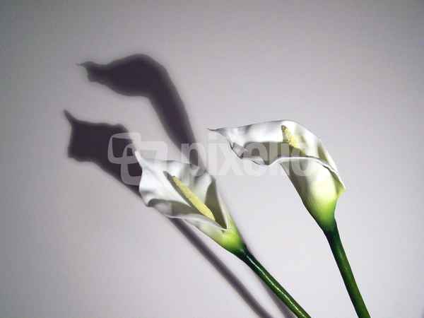 Plastic Flowers
