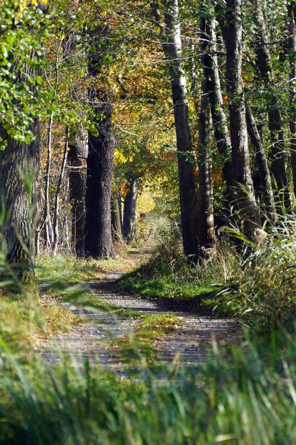 herbstlicher Pfad