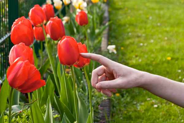 Erste zarte Berührung mit dem Frühling