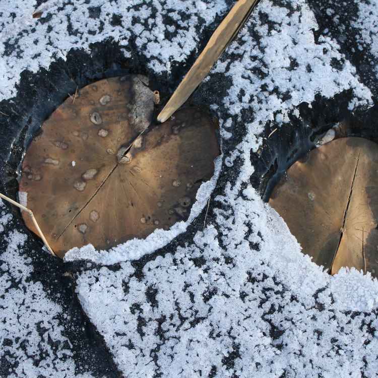 Seerosenblätter im Winter