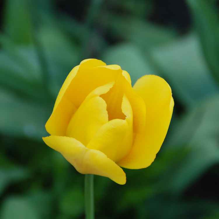 Tulpen 08