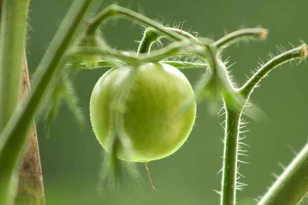 Grüne Tomate