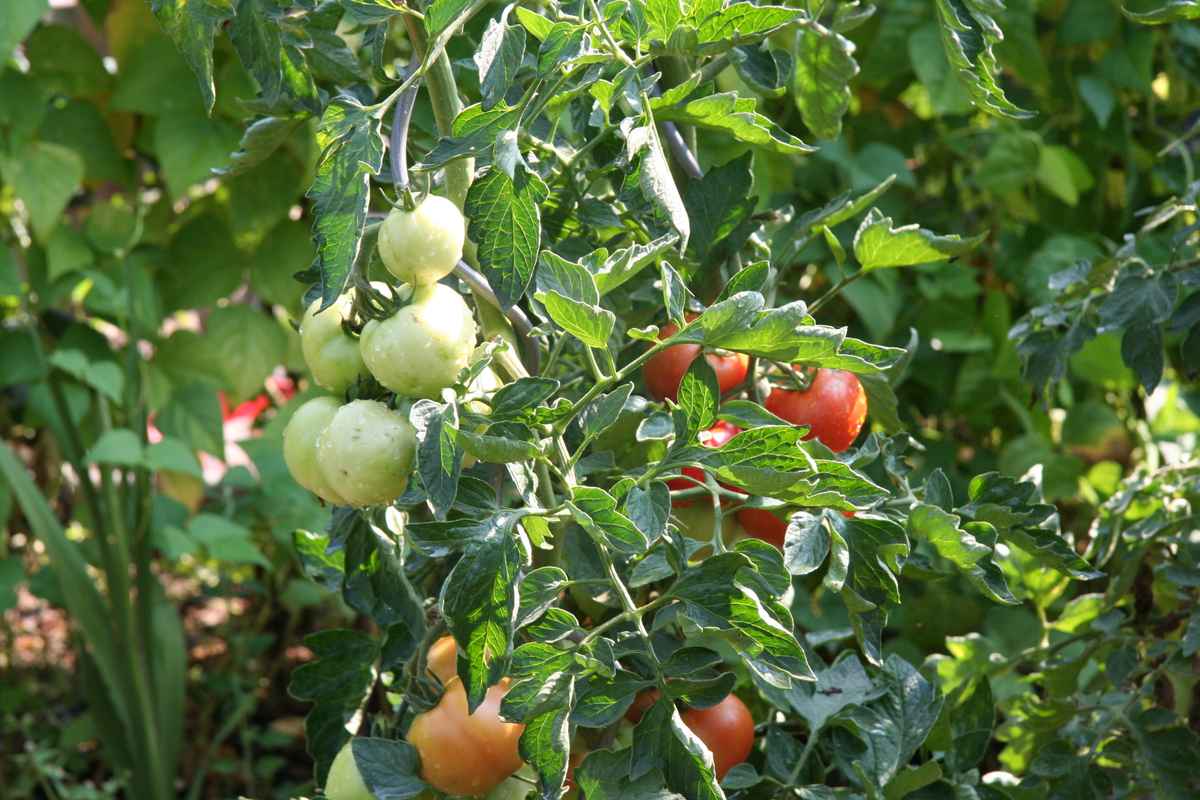 Tomatenpflanze