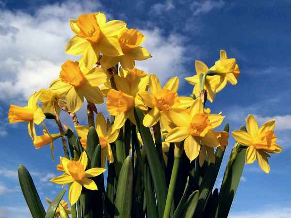 Narzissen-Strauß