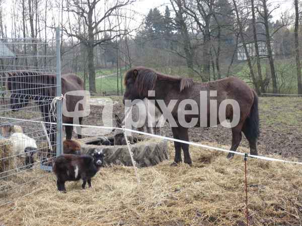Tiere