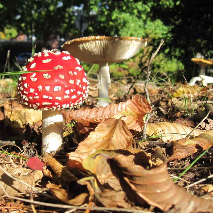 Herbst-Idylle